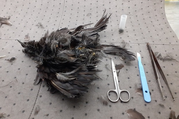 Image of a dead Jackdaw