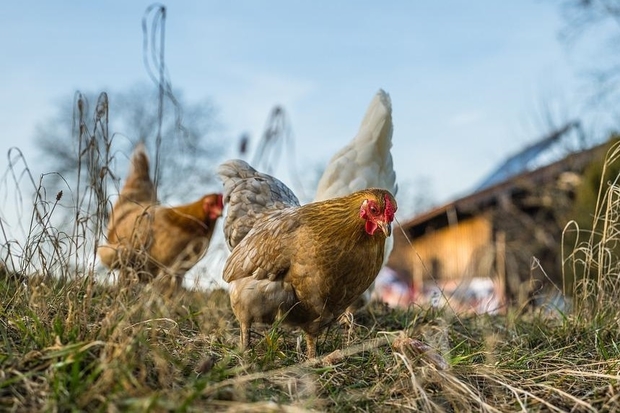 Image of chickens in a field