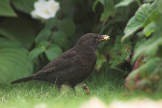 A Eurasian blackbird