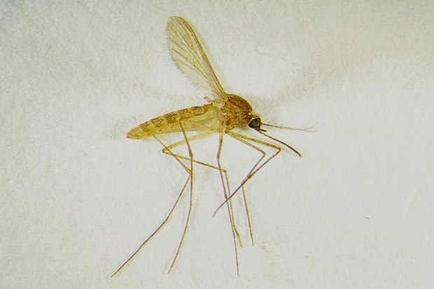 A female common house mosquito 