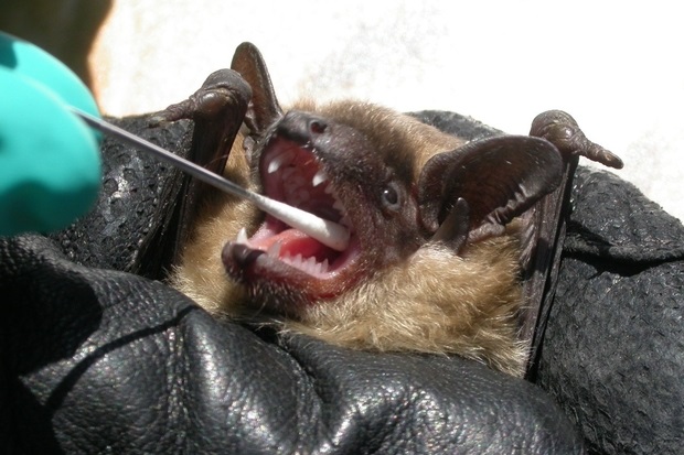 Bat being swabbed in its mouth