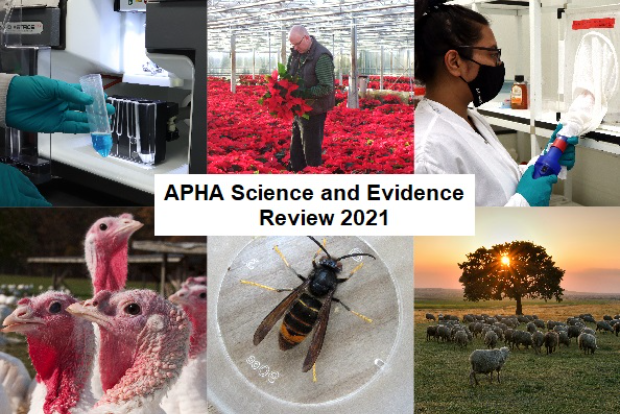 Image split into six: a hand holding a test tube, a male in a greenhouse filled with flowers, a female next to a box with netting, some turkeys, an Asian hornet and a field with a tree surrounded by sheep. The text in the centre reads, "APHA Science and Evidence Review 2021".