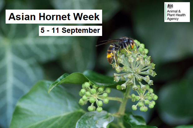 Image of an Asian hornet on a plant with the APHA logo and the text 'Asian Hornet Week 5 - 11 September'