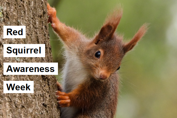 Image of a red squirrel on a tree with the text, "Red Squirrel Awareness Week" next to it.