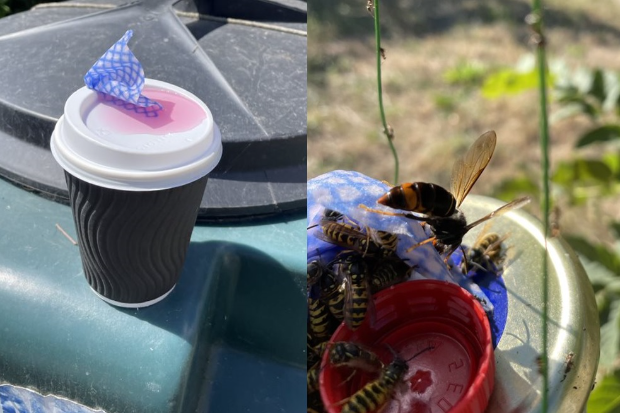 Split image - one half showing a cardboard coffee cup with a pink liquid on top of the lid and a piece of cloth sticking out and the other half of an Asian hornet and wasps on the coffee cup