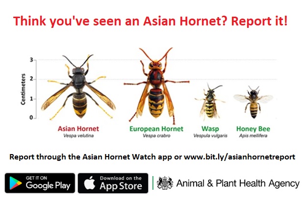 Diagram of how to spot an Asian hornet when compared to a European hornet, wasp and honey bee. The title of the diagram is, "Think you've seen an Asian hornet? Report it!" Report it through the Asian Hornet Watch app or www.bit.ly/asianhornetreport. Get it on Google Play or download it on the Apple App Store. The image also contains the APHA logo