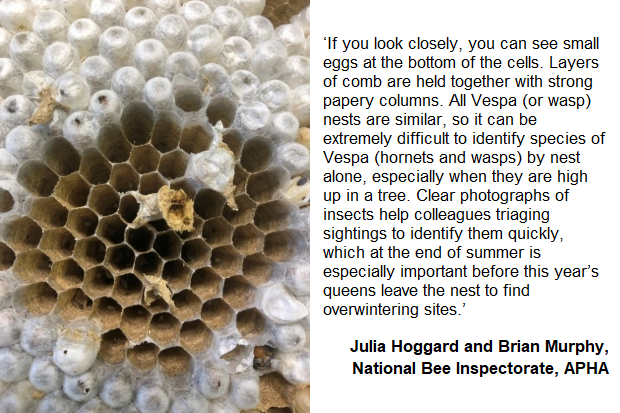 Image of part of an Asian hornet comb with the text, "If you look closely, you can see small eggs at the bottom of the cells. Layers of comb are held together with strong papery columns. All Vespa (or wasp) nests are similar, so it can be extremely difficult to identify species of Vespa (hornets and wasps) by nest alone, especially when they are high up in a tree. Clear photographs of insects help colleagues triaging sightings to identify them quickly, which at the end of summer is especially important before this year’s queens leave the nest to find overwintering sites." 
