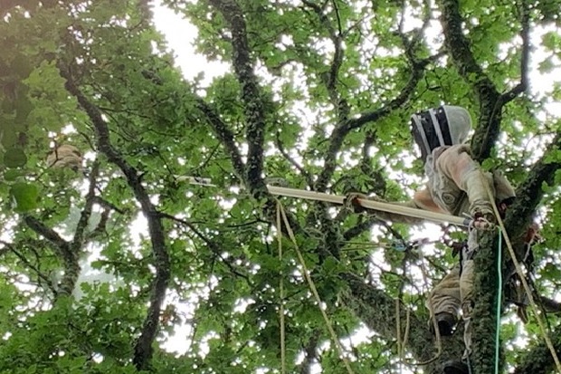 Image of a person in a tree wearing PPE with a long pole directed at an Asian hornet nest