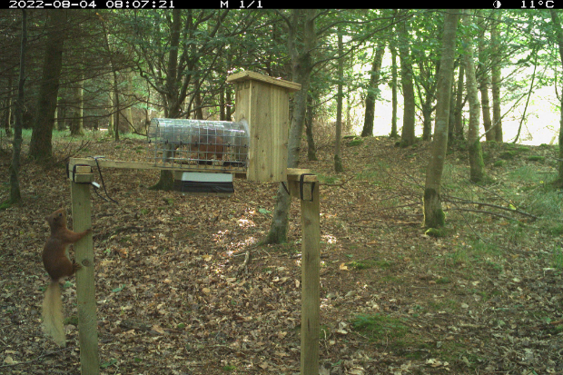 Image of two reg squirrels on a wooden platform in woodland