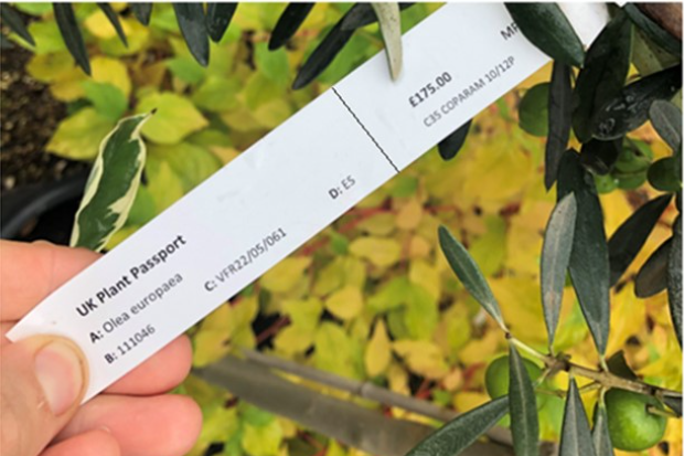 image of a hand holding a label attached to a plant. The label says, "UK Plant Passport"