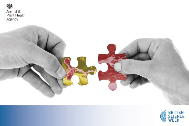 Image of two hands, each holding a piece of a puzzle. One puzzle piece has an image of salmonella bacteria and the other is a close-up of some meat. The British Science Week logo is at the bottom of the image and the APHA logo is at the top.