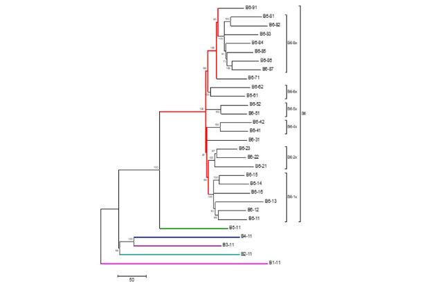 An evolutionary tree diagram showing that the genetic sequence of individual mycobacterial isolates can be mapped by their genetic similarity into clades. The diagram is similar to a family tree and is for illustrative purposes only.