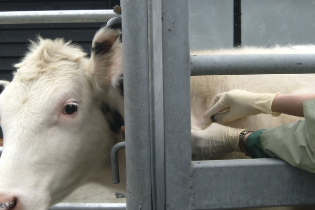Image of a cow being vaccinated