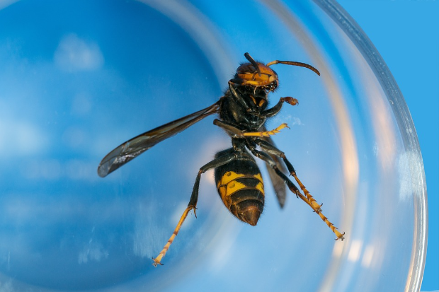 Image of a black and yellow insect
