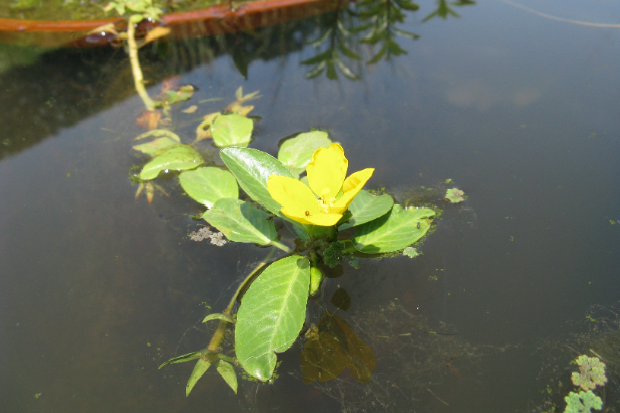 Image of a floating plant with a yellow flower