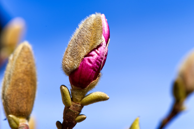 Image of a Magnolia bud