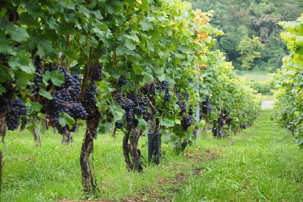 Image of a vineyard