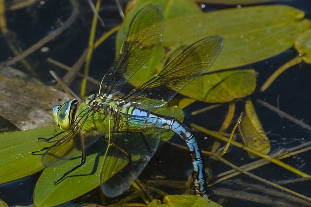 Image of an Emperor dragonfly