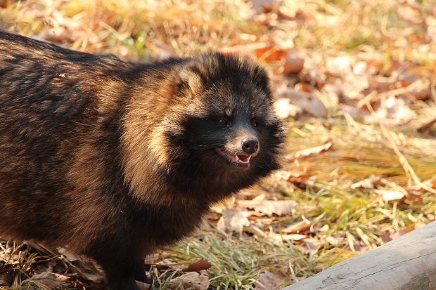 Image of a racoon-like animal in woodland