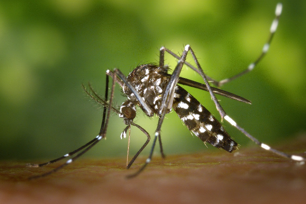 Image of a striped mosquito