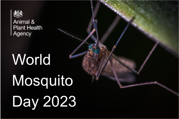 Image of a mosquito with the APHA logo and the text, "World Mosquito Day 2023"