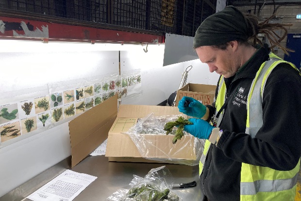 Image of a man inspecting some plant samples