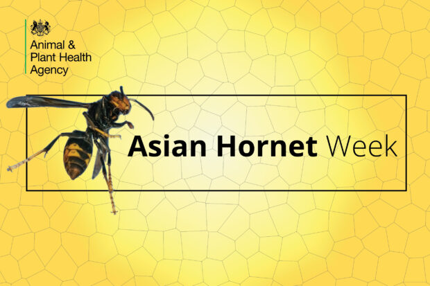 Image of an Asian hornet next to the text, "Asian Hornet Week". The APHA logo is also visible.