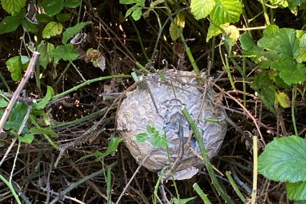 Image of an Asian hornet nest sitting in some brambles