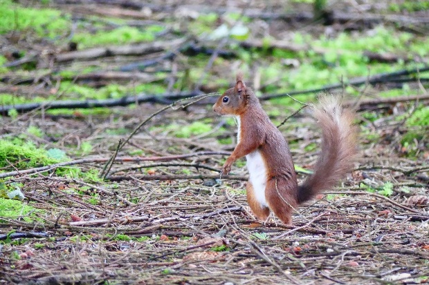 Image of a red squirrel on a woodland floor