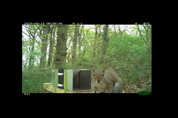 Image of a grey squirrel in a wooded area next to a metal tube