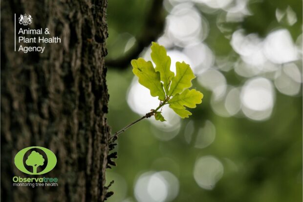 An oak tree with a leaf central to the image with the APHA and Observatree logos