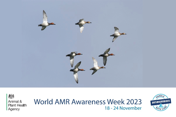 Birds in flight above the text, "World AMR Awareness Week 2023, 18 - 24 November". The APHA logo also appears and another logo which says, "handle antimicrobials with care".