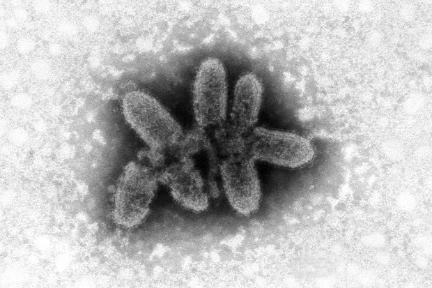 Image of a rabies virus