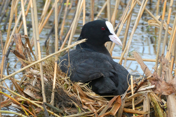 Image of a black bird with a white face sitting on a nest by water