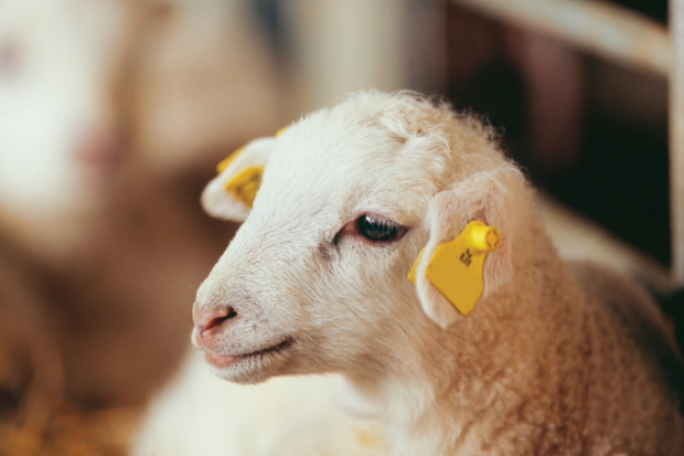 Image of a lamb with yellow ear tags