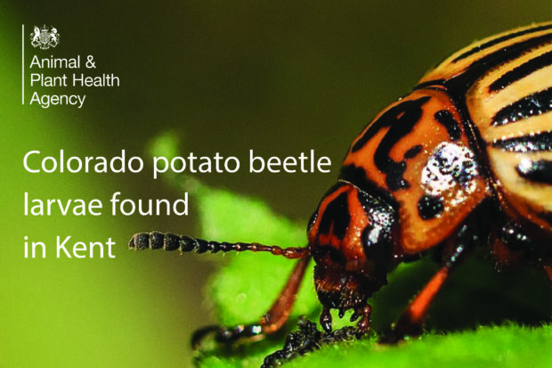 Image of an orange and black beetle with the APHA logo plus the title, "Colorado potato beetle larvae found in Kent"