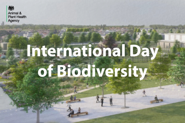 An artist's rendering of a park with walking paths, benches, trees, and people. There are landscaped gardens and a background view of a suburban neighbourhood. The text, "International Day of Biodiversity" appears over the top of the image alongside the APHA logo.