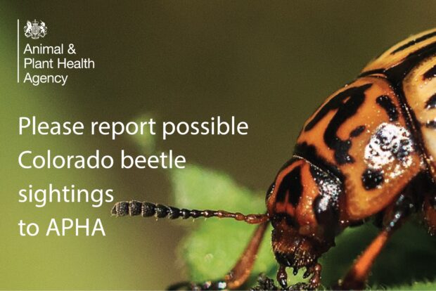 Image of an orange and black beetle with the APHA logo and title, "Please report possible Colorado beetle sightings to APHA"