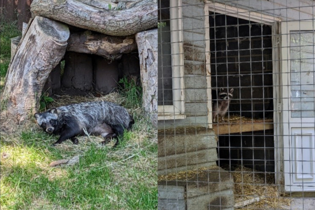 Image split in two - a furry dog-like animal laying on grass in front of an animal shelter made of logs and a racoon in a man-made enclosure