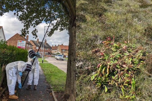 Image split in two - two individuals in white protective clothing standing under a tree in an urban area holding a long pole and a large green plant growing on grass