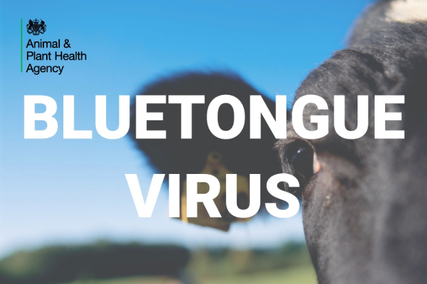 Image of a cow's head with the APHA logo and the title, "Bluetongue Virus"
