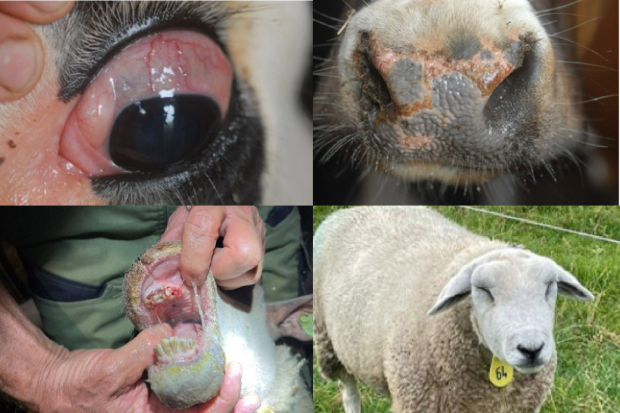 Collage of four images, a close-up of a cow's eye, a cow's nose, a sheep's mouth and a sheep