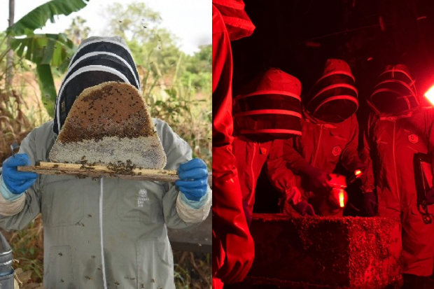 Two images - left is a beekeeper holding a honeycomb and to the right are four beekeepers surrounding a bee hive at night