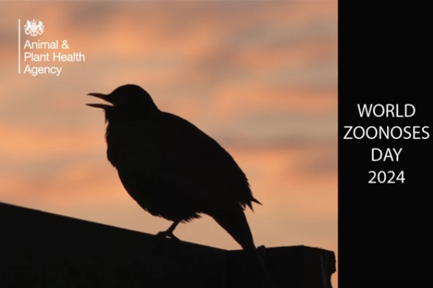 Silhouette of a blackbird with the APHA logo and the title, "World Zoonoses Day 2024"