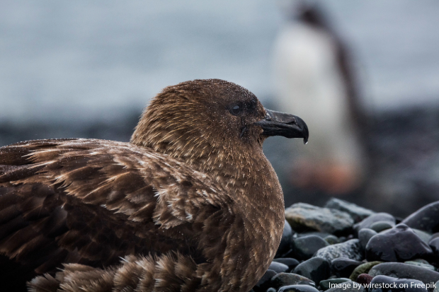 A brown bird perched on rocks beside the water