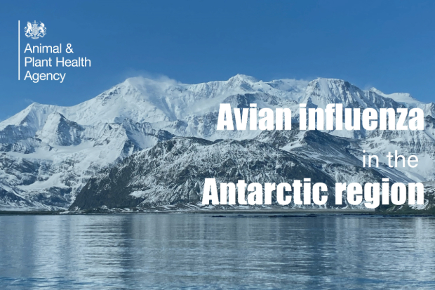 Snow-capped mountains fronted by the ocean with the APHA logo and title, "Avian Influenza in the Antarctic Region'