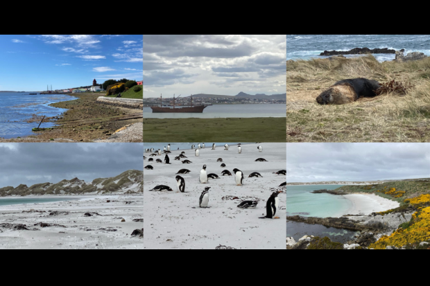 A vibrant collage featuring penguins, whales, and the ocean, showcasing the beauty of marine life and their habitat