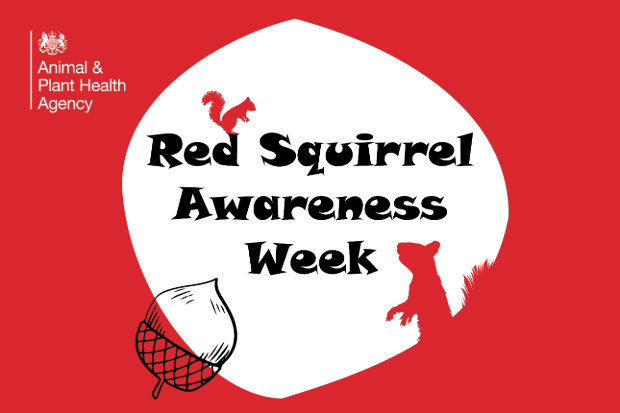 Title text reads, "Red Squirrel Awareness Week" with the APHA logo and silhouettes of squirrels and an acorn.