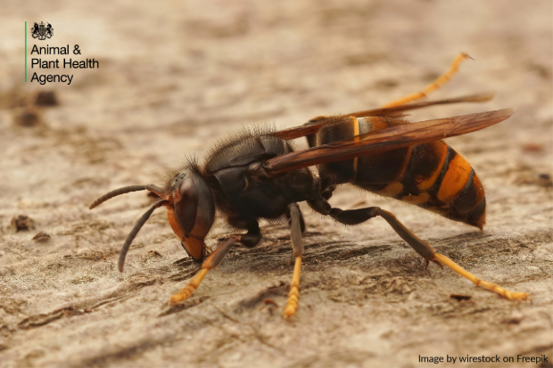 Close-up of an Asian hornet on a rough wooden surface. Image includes the Animal & Plant Health Agency logo and a credit to wirestock on Freepik.