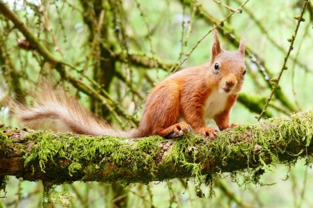 Image of a red squirrel on a tree branch, looking at the camera